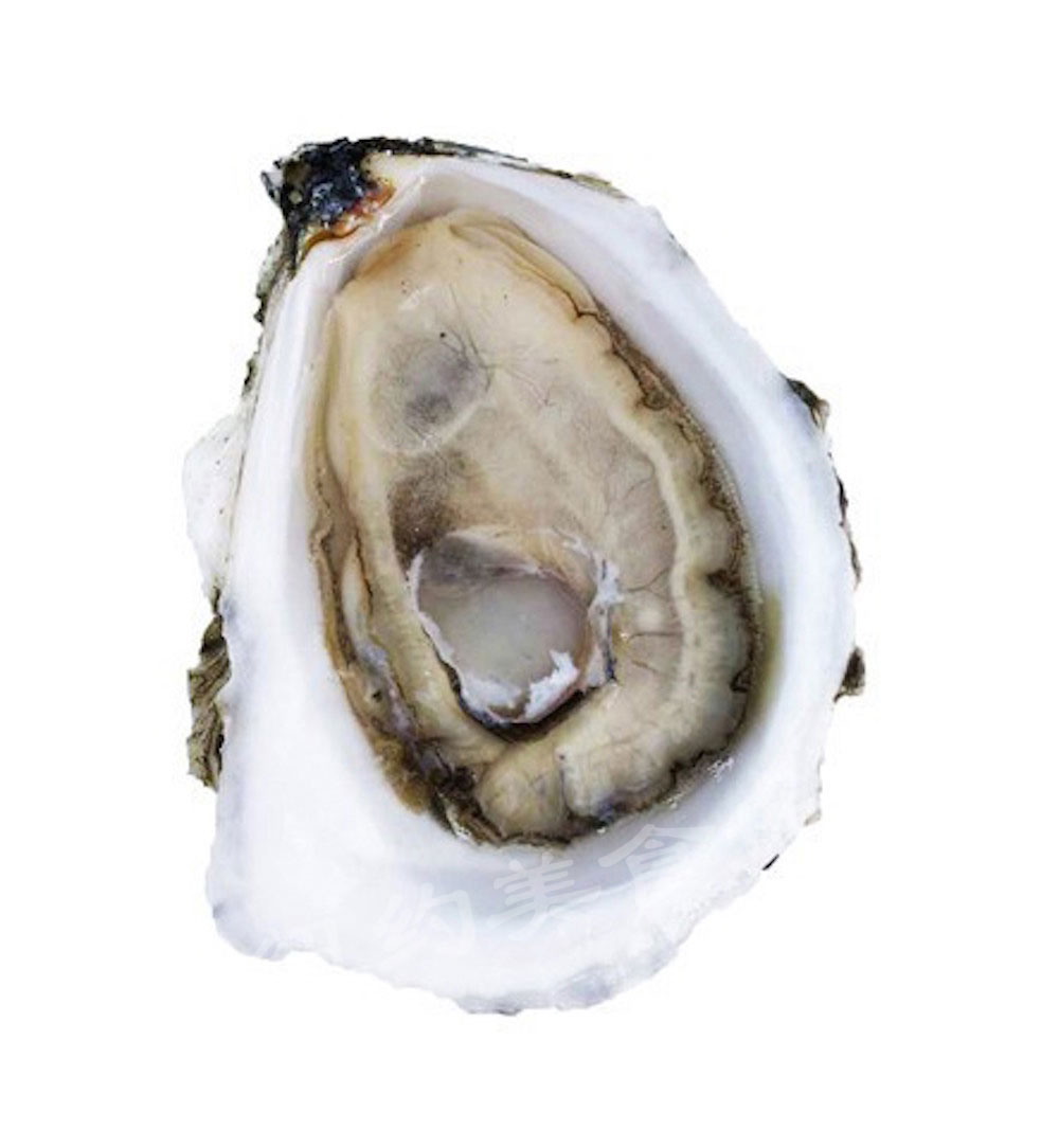 oyster-b-01