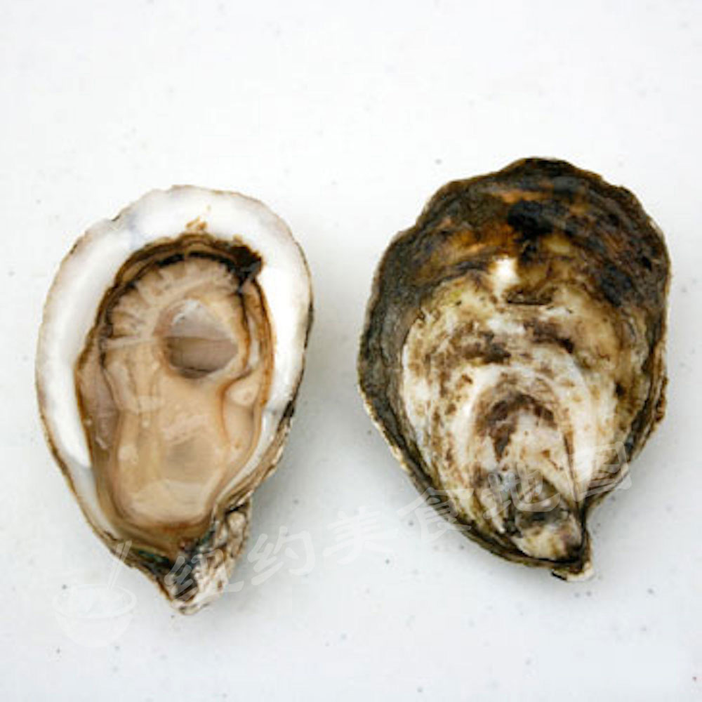 oyster-b-15