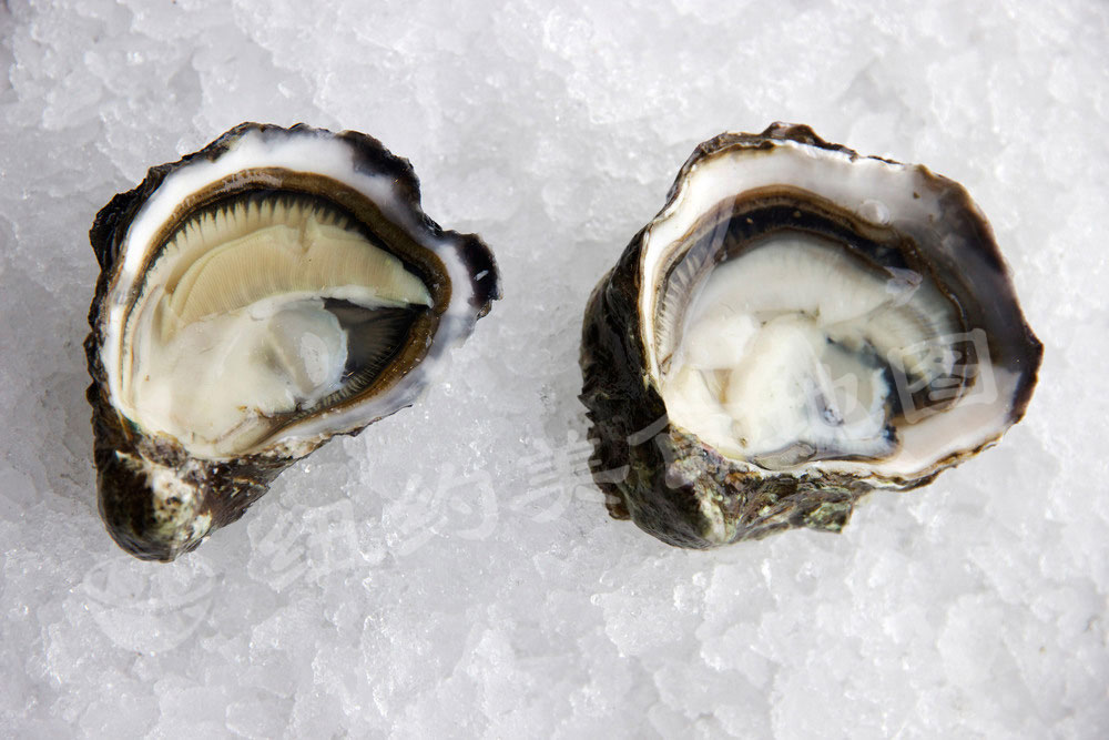 oyster-b-34