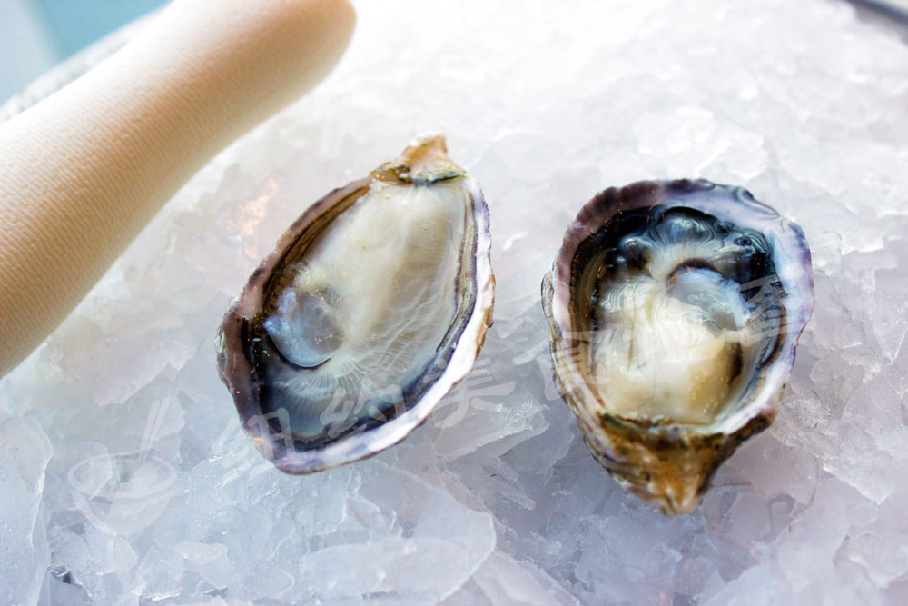 oyster-b-54